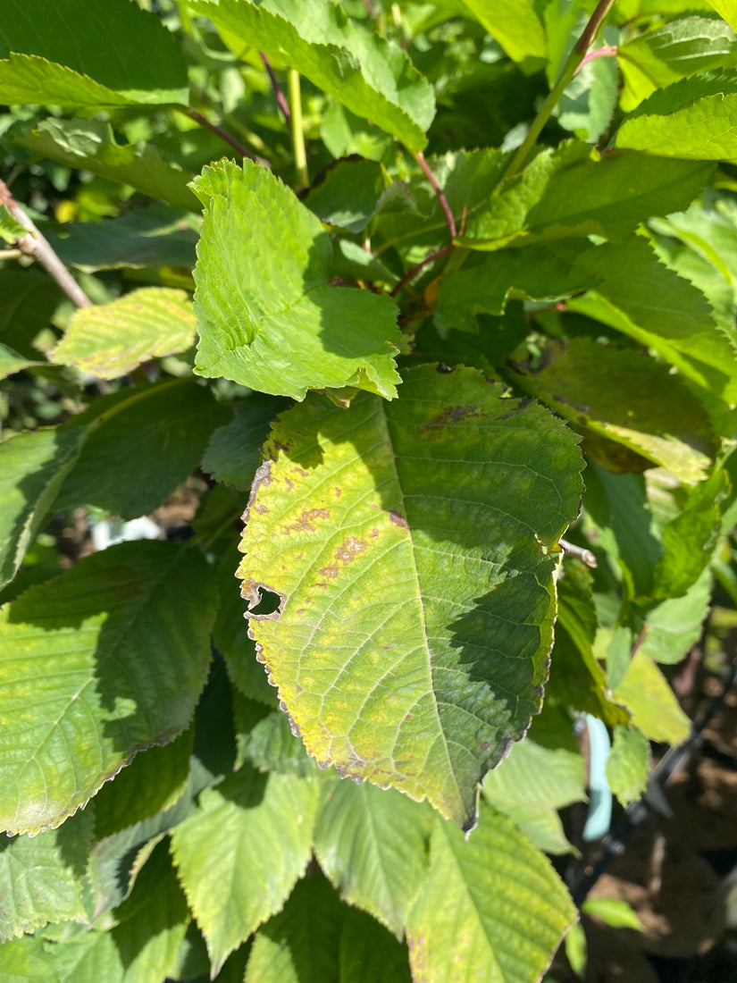 Zoete kers - Prunus avium 'Bigarreau Napoléon'