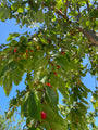 Kersen van de Prunus avium