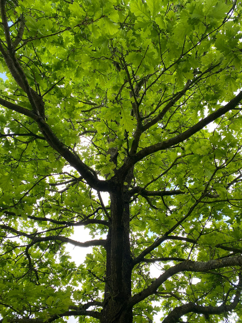 Kroon Zomereik - Quercus robur