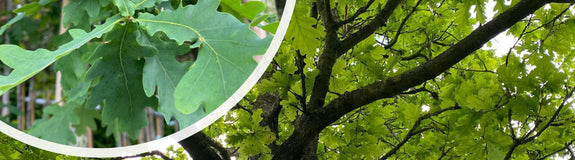 Zomereik - Quercus robur met blad