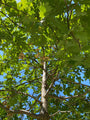 Kroon  Zomereik - Quercus robur