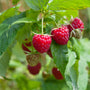 Zomerframboos - Rubus idaeus 'Malling Promise'