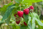 Zomerframboos - Rubus idaeus 'Malling Promise'
