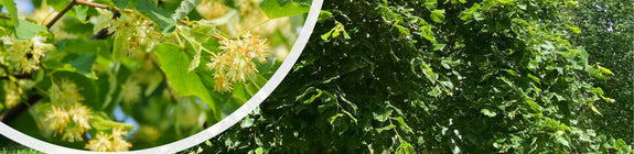 Zomerlinde, Grootbladige linde - Tilia platyphyllos - Detail bloei