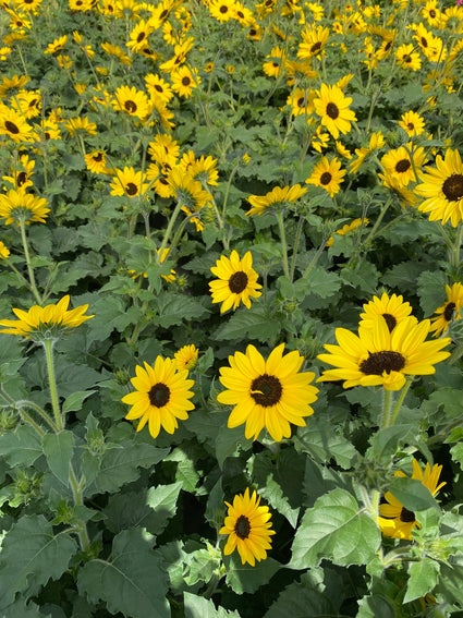 Helianthus 'Sunblast' - Grote aantallen bloemen