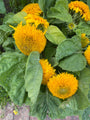 Zonnebloem - Helianthus annuus 'Teddy Bear'