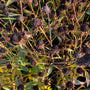 Zonnehoed - Rudbeckia fulgida 'Little Goldstar' (herfst)