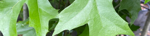Zuil Moeraseik - Quercus palustris 'Green Pillar' - Blad