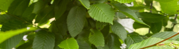 Zuilbeuk - Carpinus betulus 'Fastigiata'