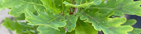 Zuileik - Quercus robur 'Fastigiata Koster'