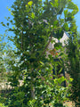 Zuilvormige Japanse notenboom - Ginkgo biloba 'Menhir'