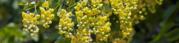 Zuurbes - Berberis vulgaris