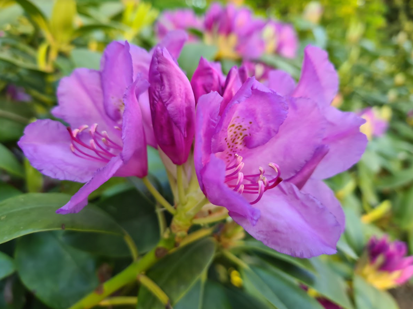 Bloei rhododendron roze 