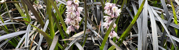 Zwart gras - Ophiopogon 'Niger' in bloei