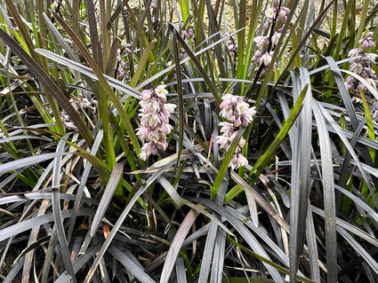 Zwart gras - Ophiopogon 'Niger' in bloei