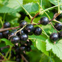 Zwarte bes - Ribes Nigrum