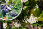 Zwarte appelbes - Aronia melanocarpa bloei en besjes