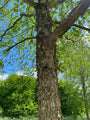Schors Zwarte berk - Betula nigra
