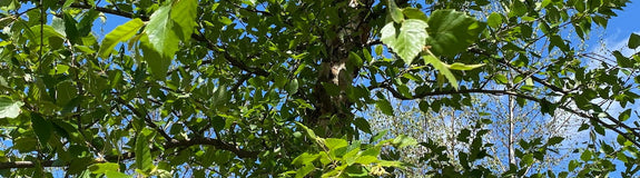 Zwarte berk - Betula nigra