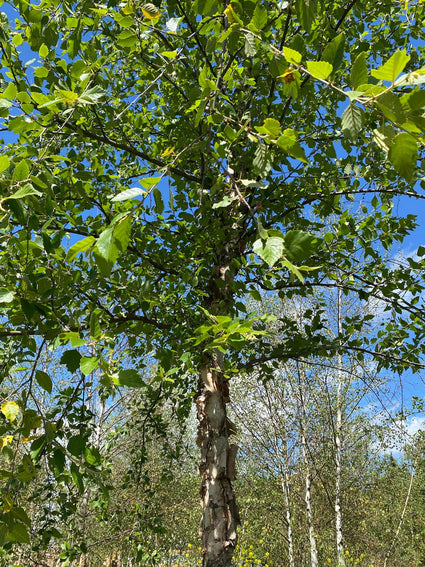 Zwarte berk - Betula nigra