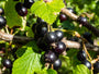 Zwarte-bes-Ribes-nigrum lowberry 'Little Black Sugar'