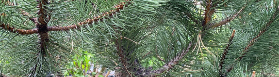 Zwarte den - Pinus nigra 'Compacta'