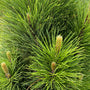Zwarte den - Pinus nigra 'Green Tower'