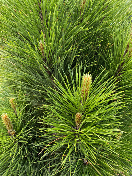 Zwarte den - Pinus nigra 'Green Tower'