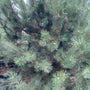 Zwarte den - Pinus nigra nigra