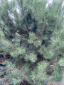 Zwarte den - Pinus nigra nigra