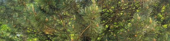 Zwarte den - Pinus nigra