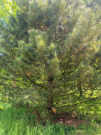 Zwarte den - Pinus nigra