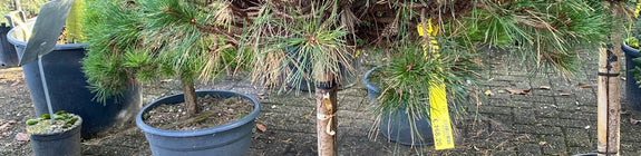 Zwarte den op stam - Pinus nigra 'Brepo'
