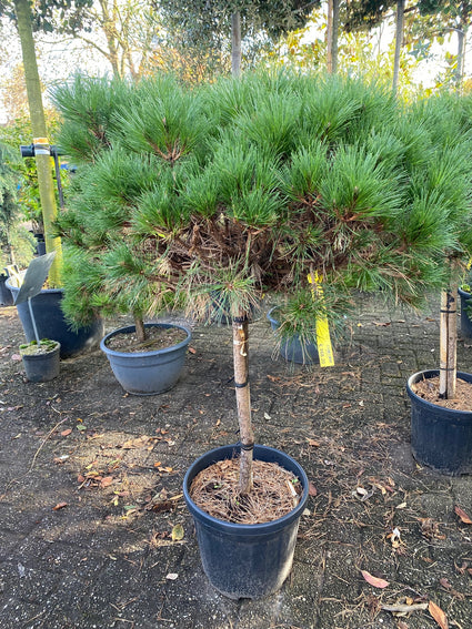 Zwarte den op stam - Pinus nigra 'Brepo'