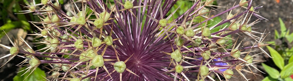 Zwarte look - Allium nigrum