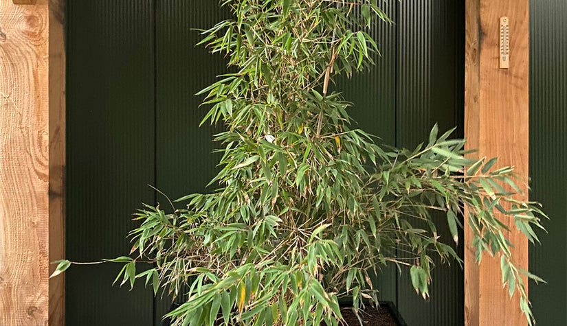 Zwarte rechthoek plantenbak met bamboe