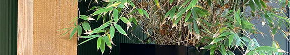 Plantenbak zwart gespoten met bamboe heester