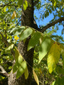 Blad Zwarte walnoot - Juglans nigra