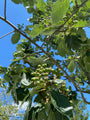 Besjes Zweedse lijsterbes - Sorbus intermedia