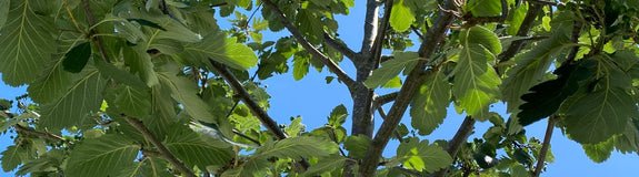 Zweedse lijsterbes - Sorbus intermedia