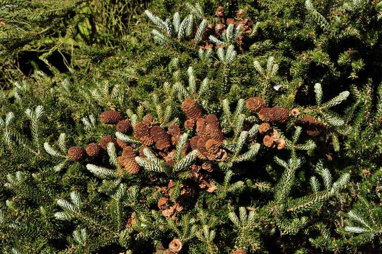 Koreaanse zilverspar kerstboom Abies koreana kerst 2024