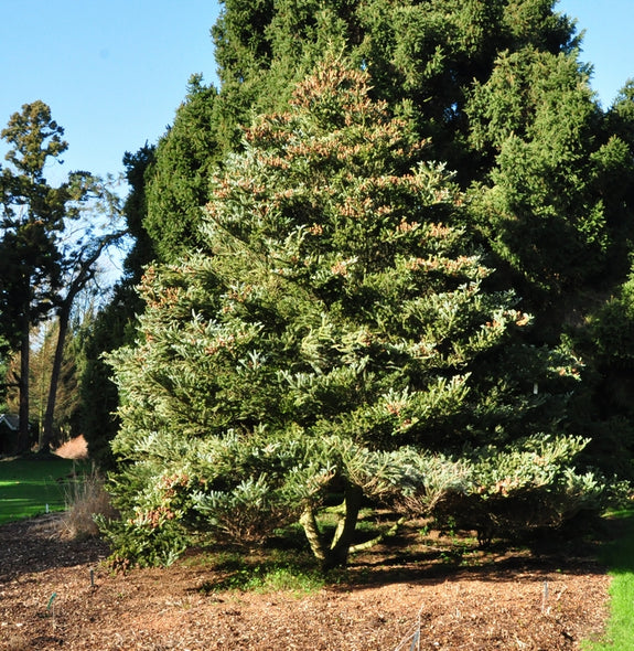 Koreaanse zilverspar kerstboom Abies koreana kerst 2024