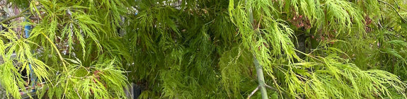 Japanse esdoorn - Acer Palmatum