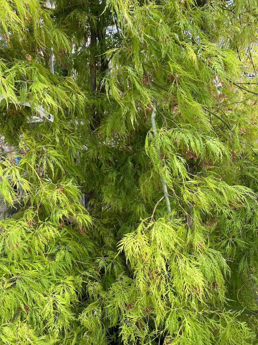 Japanse esdoorn - Acer Palmatum
