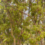 Japanse Esdoorn - Acer palmatum 'Sangokaku'
