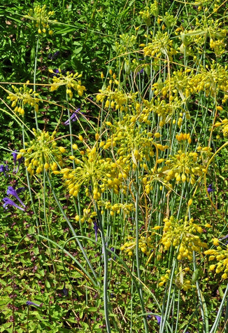 Gele Look - Allium Flavum