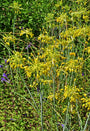 Gele Look - Allium Flavum