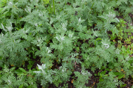 alsem-Artemisia-pontica-plant.jpg