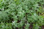 alsem-Artemisia-pontica-plant.jpg