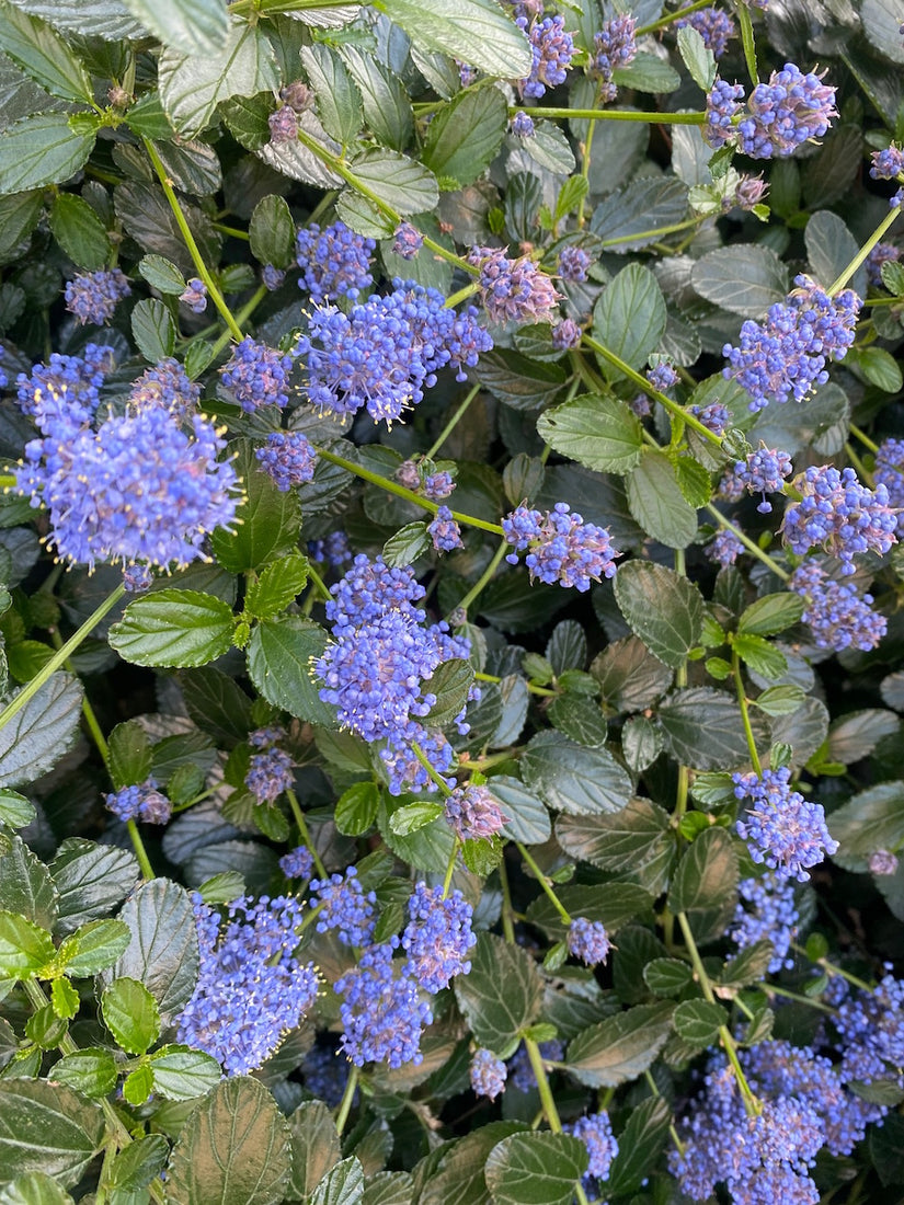 amerikaanse-sering-blauwe-bloemen.jpg